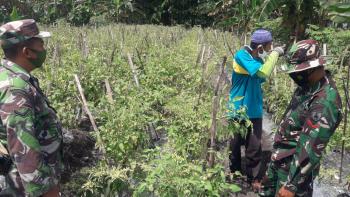 Satgas TMMD 110 Bojonegoro Belajar Tanaman Organik